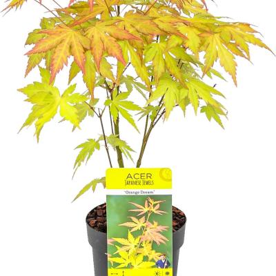 Acer pal. 'Orange Dream'