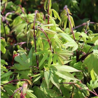 Acer palmatum Osakazuki
