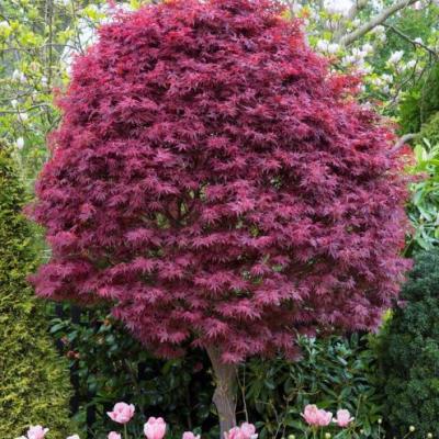 Acer pal. 'Skeeters Broom'