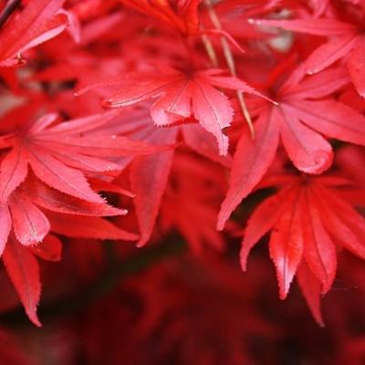 Acer pal. 'Shaina'