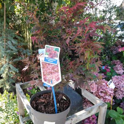 Acer palmatum 'Shaina'