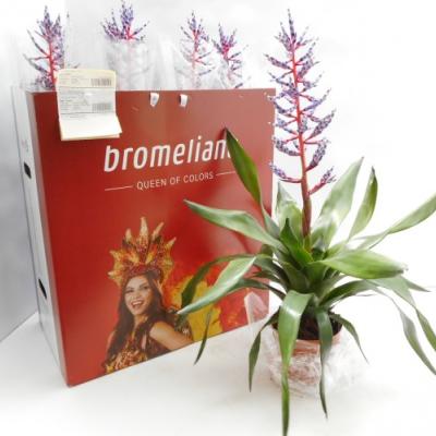 Aechmea 'Blue Rain' - PROMO