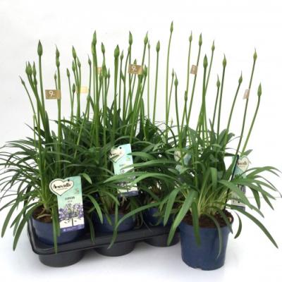 Agapanthus 'Amourette Superb' 6+ tak