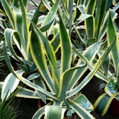 Agave americana variegata