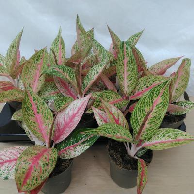 AGLAONEMA COMMUTATUM Pink Promise