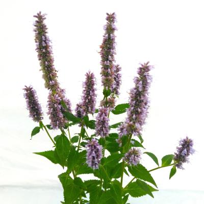 Agastache hybr. 'Blue fortune'