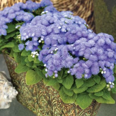 Ageratum houstonianum Blue