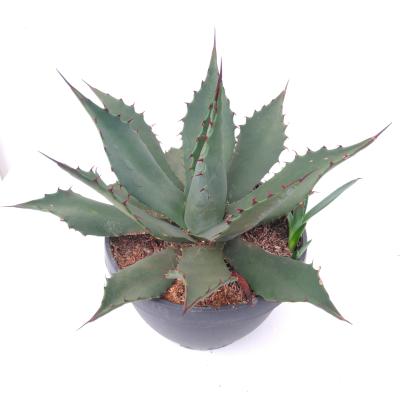 Agave - hybriden in schaal