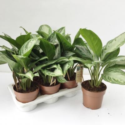 Aglaonema 'Silver Bay'
