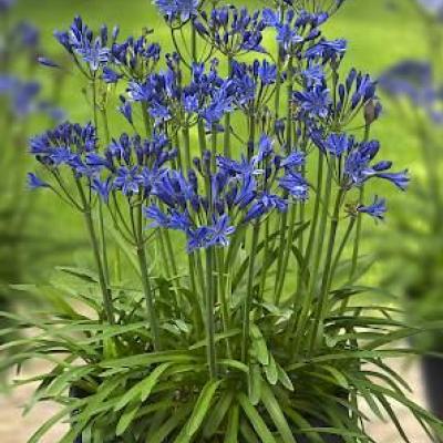 Agapanthus Summer Love Bleu