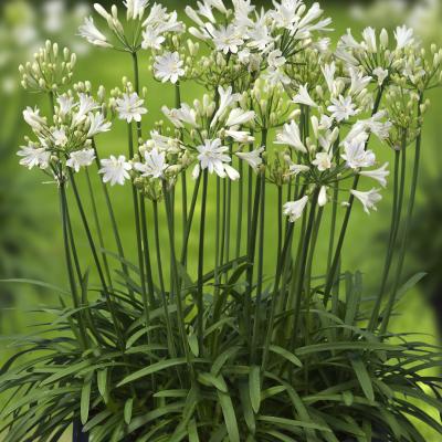 Agapanthus Summer Love White