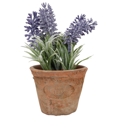 Lavendel in AT pot S