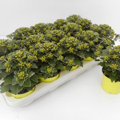 Ajania pacifica 'Pacific Yellow' geel-jaune