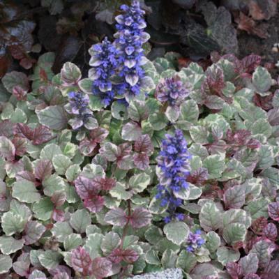 Ajuga reptans 'Burgundy Glow