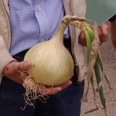 Allium ampeloprasum 'Elephant Garlic'