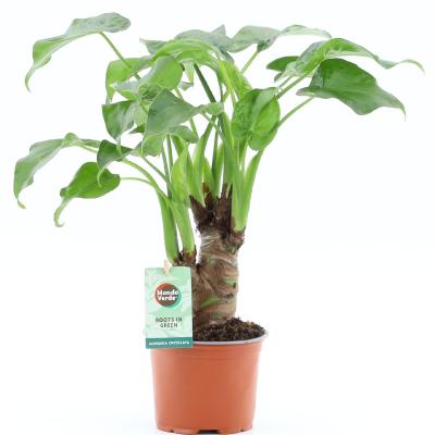 Alocoasia cucullata op stam