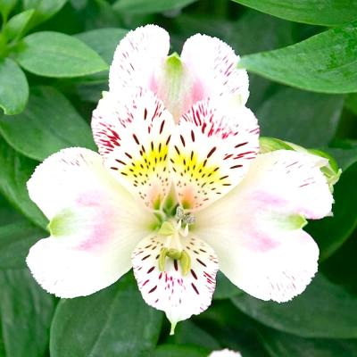 Alstroemeria garden 'Indian Summer'