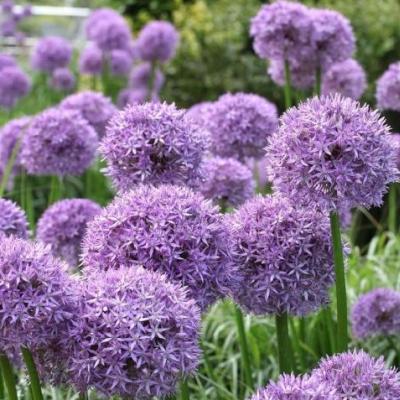 Allium 'Globemaster'