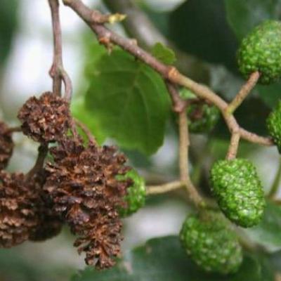 Alnus glutinosa  HO 6/8