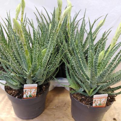 Aloe Humilis