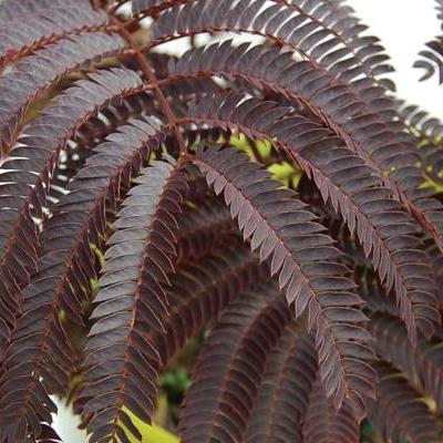 Albizia julibrissin 'Summer Chocolat'