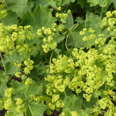 Alchemilla mollis  