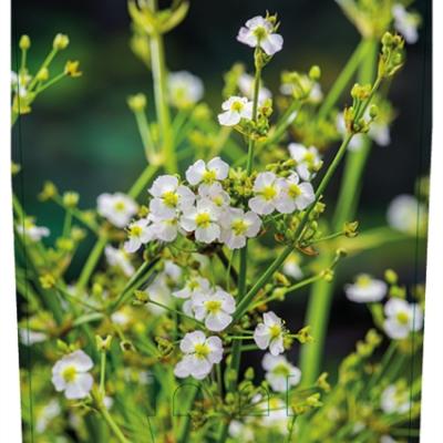 Alisma parviflorum