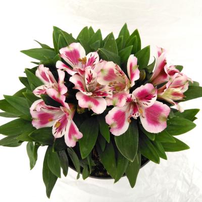 Alstroemeria inticancha mix