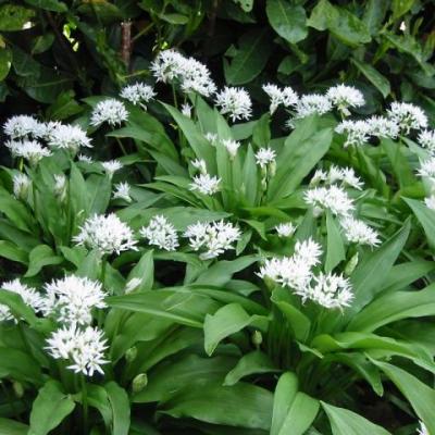 Allium ursinum - Daslook