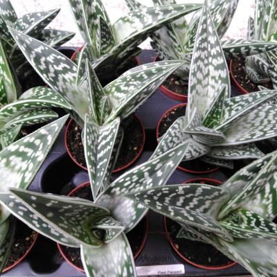 Aloe variegata