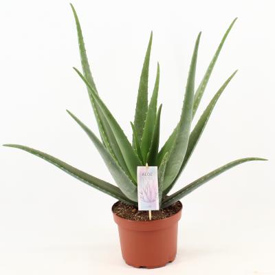 Aloe vera 'Barbadensis'