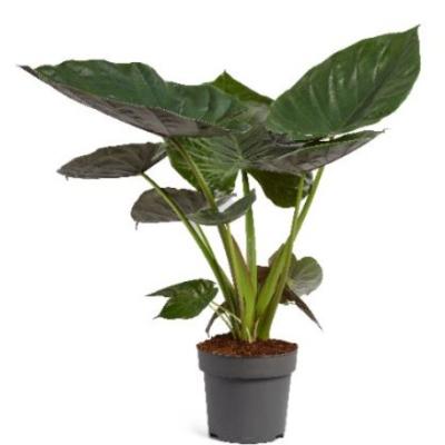 Alocasia wentii XXL