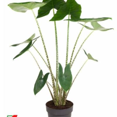 Alocasia zebrina