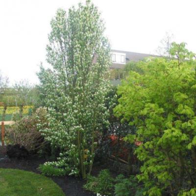 Amelanchier alni. 'Greatberry Fruity' ®