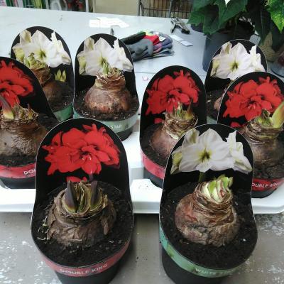 Amaryllis Double King