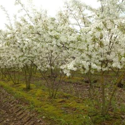 Amelanchier lamarckii