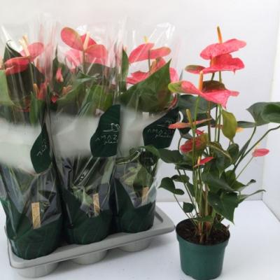 Anthurium 'Colorado Rose'