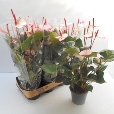 Anthurium 'Hot Lips'