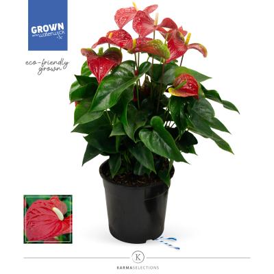Anthurium andr. 'Karma Red' 
