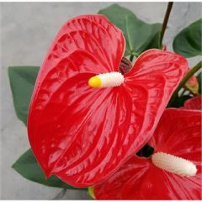Anthurium andr. 'Madural' 3+ bloem