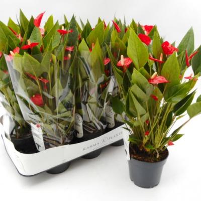 Anthurium andr. 'Mill Flowers Red'