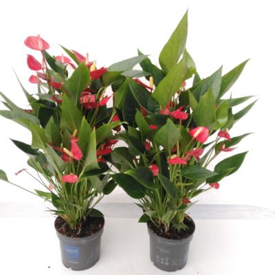 Anthurium andr. 'Mill Flowers Red' Less Plastic