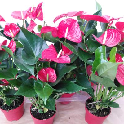 Anthurium andr. 'Minnesota'  XL Flowers