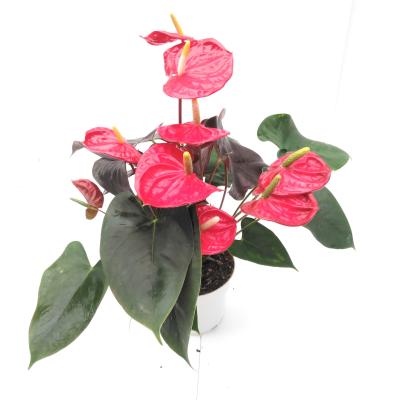 Anthurium Asian Coral