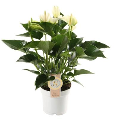 Anthurium andr. 'White Champion'