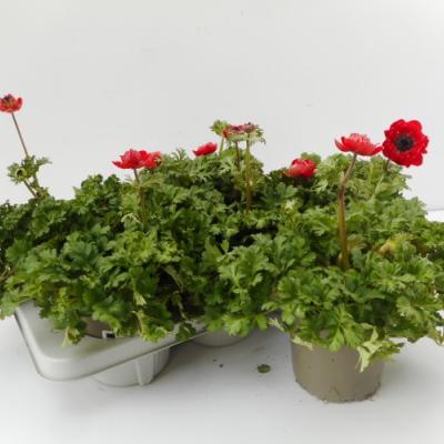 Anemone coronaria in kleuren