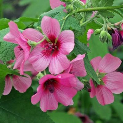 Anisodontea 'El Rayo'