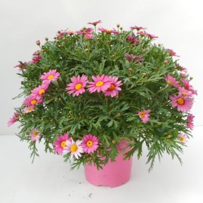 Anthemis fruticosa gekleurd  P18 - Italië