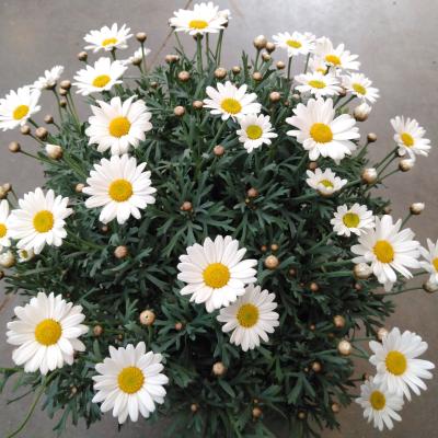 Anthemis wit op stam  - Italië