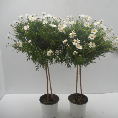 Anthemis fruticosa op stam / sur tige  